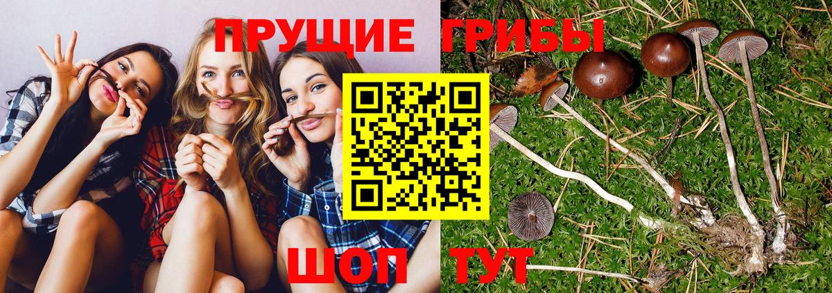 Галлюциногенные грибы Psilocybine cubensis  Вход с VPN  Шелехов 